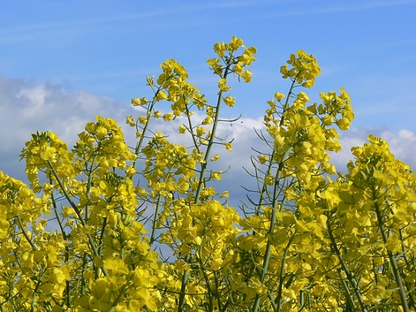 Foto von Rapsblüten
