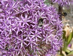Bienen auf einer lilafarbenen Blume